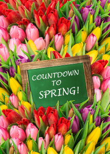 Countdown Tulips web